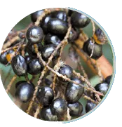 Saw Palmetto
